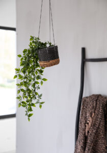 hanging plant in hanging basket