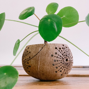 the sunshine candleholder made from coconut shell with plant