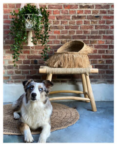 dog with a stool and baskets in the background and a macro white plant hanger with a plant in it