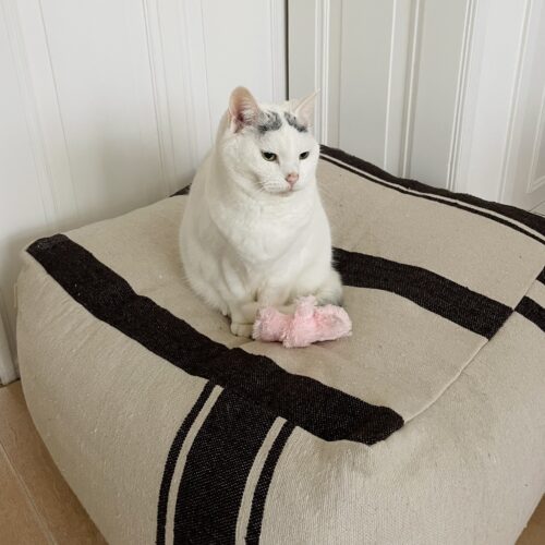 white cat on a cream colored ottoman against a white painted wall